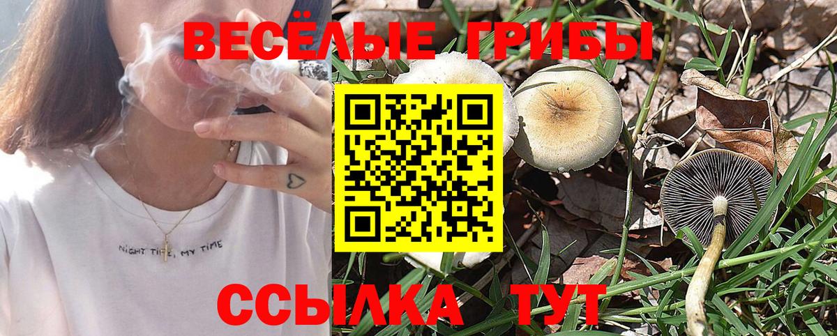 Зеленогорск  Псилоцибиновые грибы ЛСД  купить   Галлюциногенные грибы мухоморы  Вход с VPN 